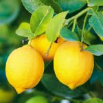 Health Benefit of Lemon