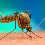 How to get rid of Malaria through: “Signs and Symptoms”